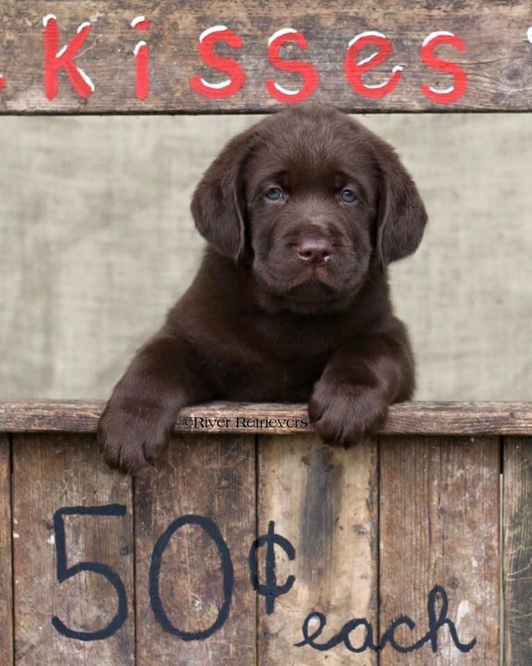 Labrador Retriever Puppies breeder image 11