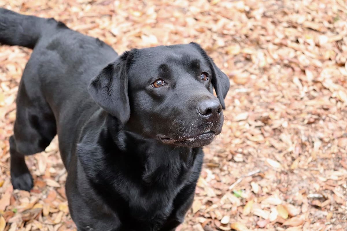 Labrador Retriever Puppies breeder image 12