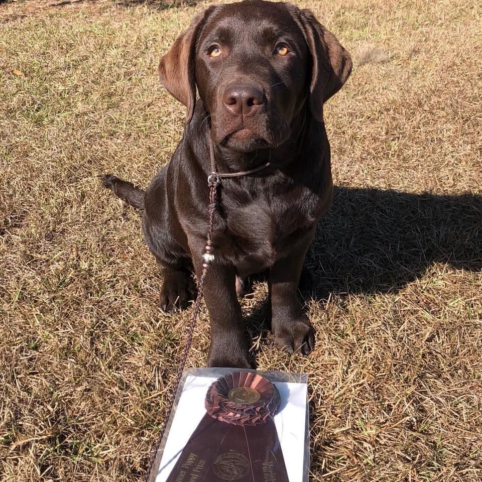 Labrador Retriever Puppies breeder image 14