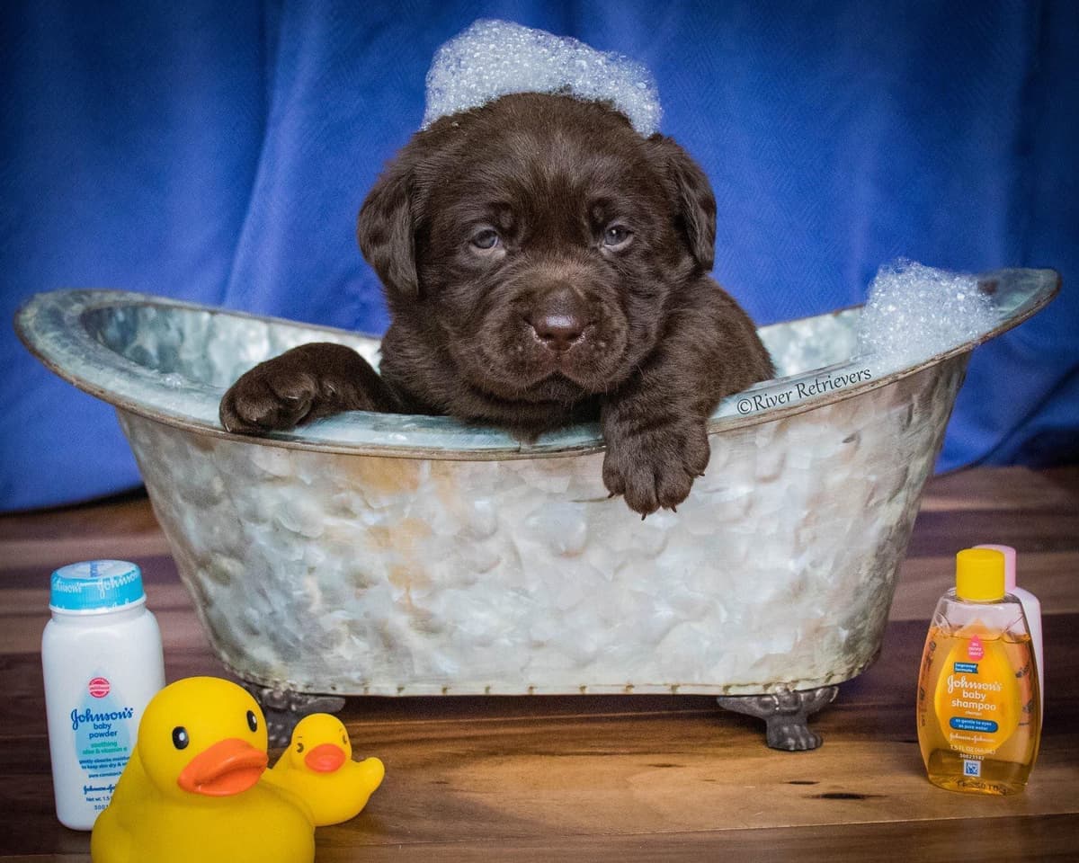 Labrador Retriever Puppies breeder image 15
