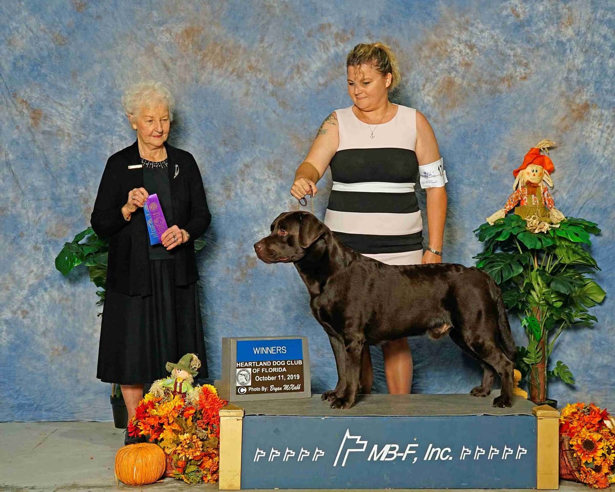Labrador Retriever Puppies breeder image 16