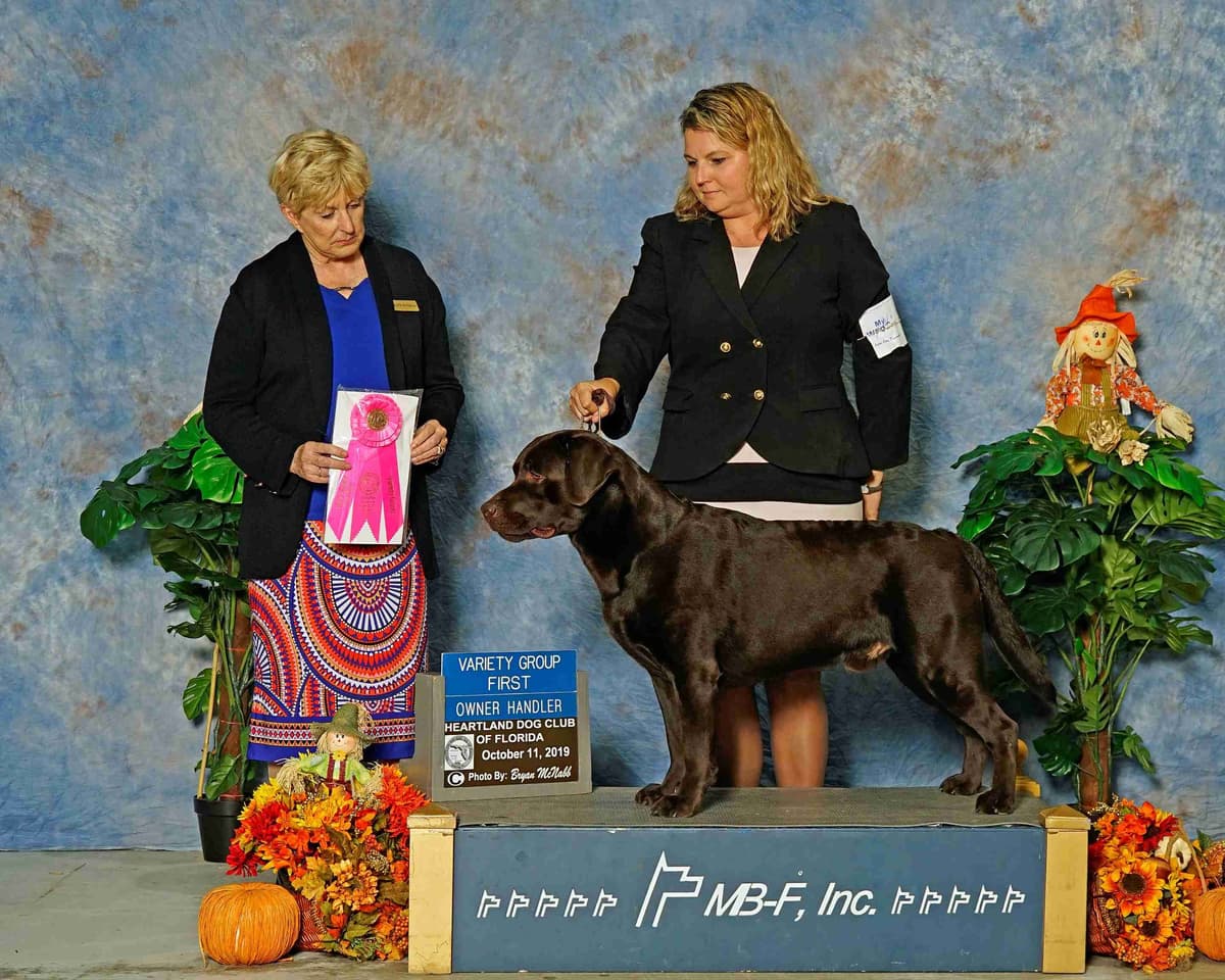 Labrador Retriever Puppies breeder image 2
