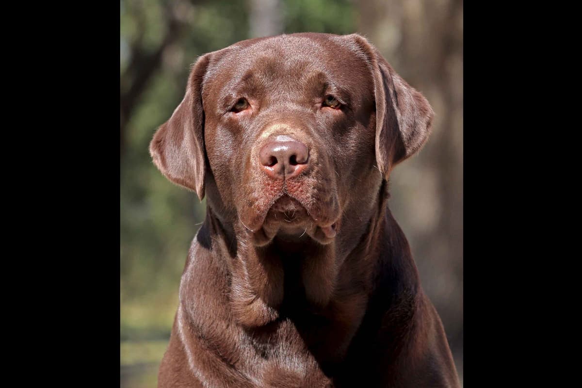 Labrador Retriever Puppies breeder image 21