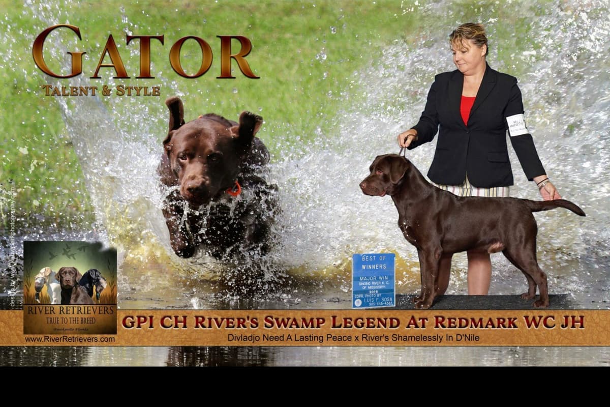 Labrador Retriever Puppies breeder image 22