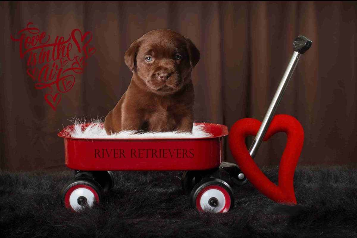 Labrador Retriever Puppies breeder image 23