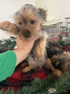 Yorkshire Terrier Puppies breeder image 1