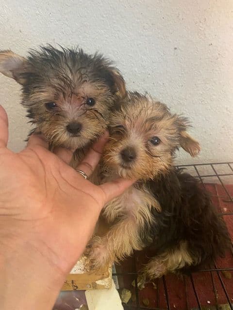 Yorkshire Terrier Puppies breeder image 2