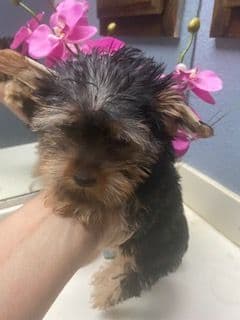 Yorkshire Terrier Puppies breeder image 4