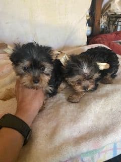 Yorkshire Terrier Puppies breeder image 7