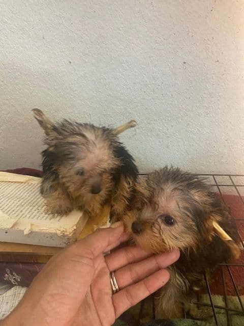 Yorkshire Terrier Puppies breeder image 8