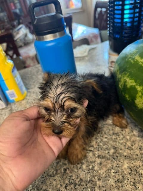 Yorkshire Terrier Puppies media 3