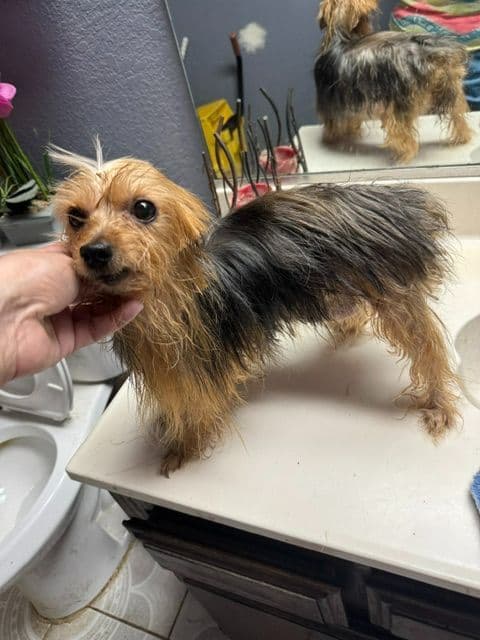 Yorkshire Terrier Puppies media 4