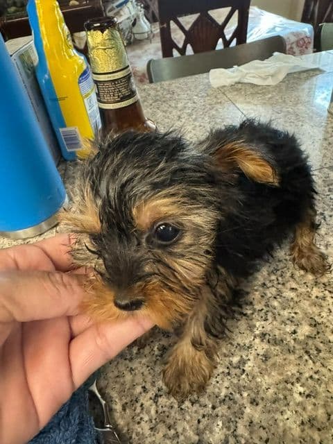 Yorkshire Terrier Puppies media 5