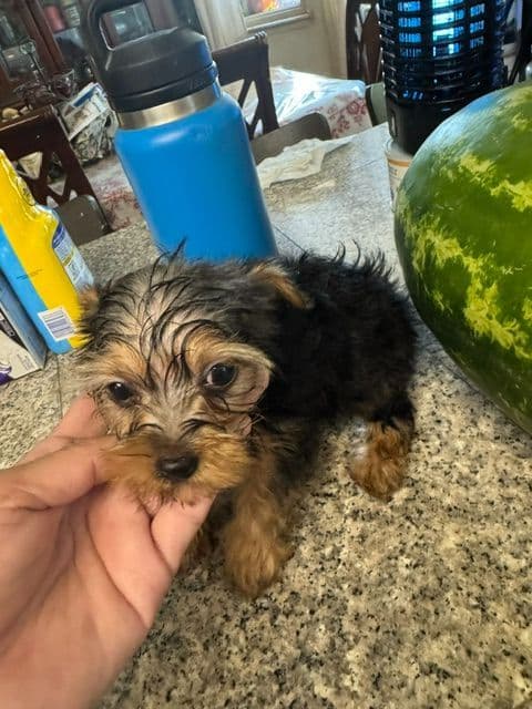 Yorkshire Terrier Puppies media 6