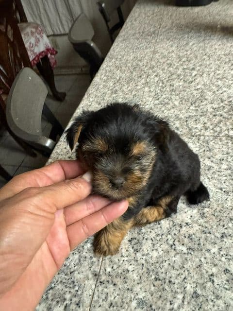 Yorkshire Terrier Puppies media 7