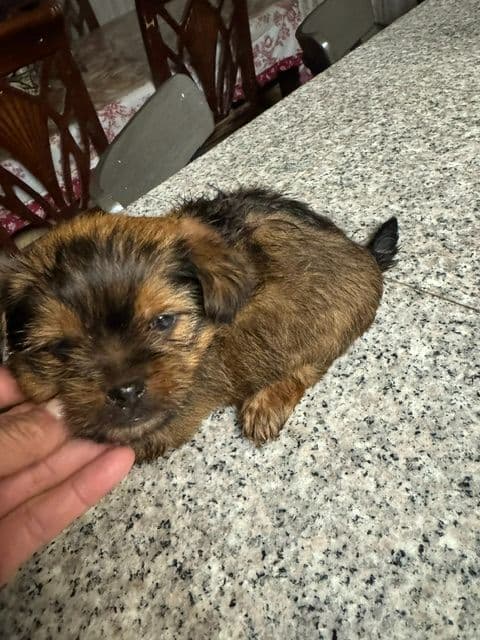 Yorkshire Terrier Puppies media 9
