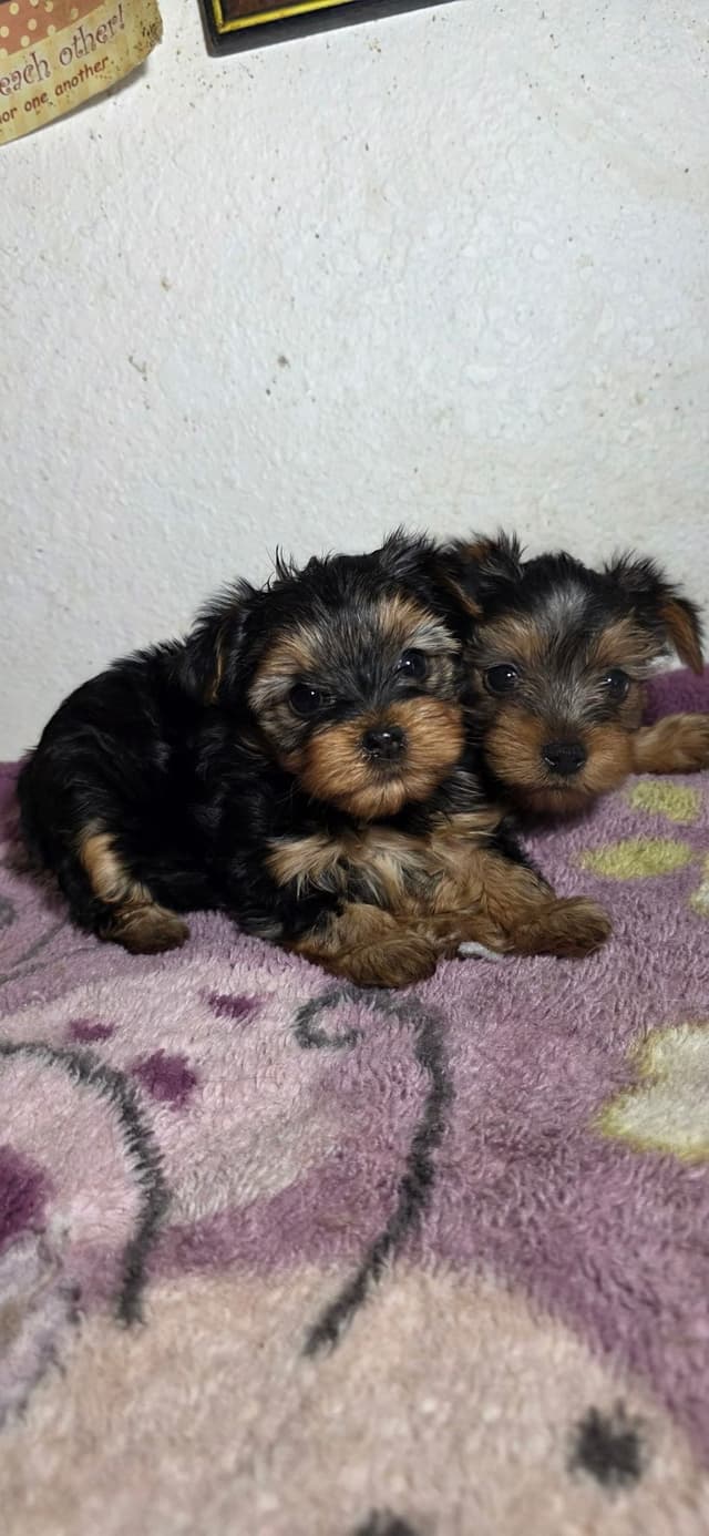 Yorkshire Terrier Puppies media 12