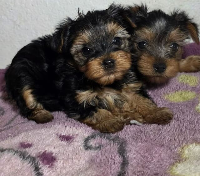 Yorkshire Terrier Puppies media 11