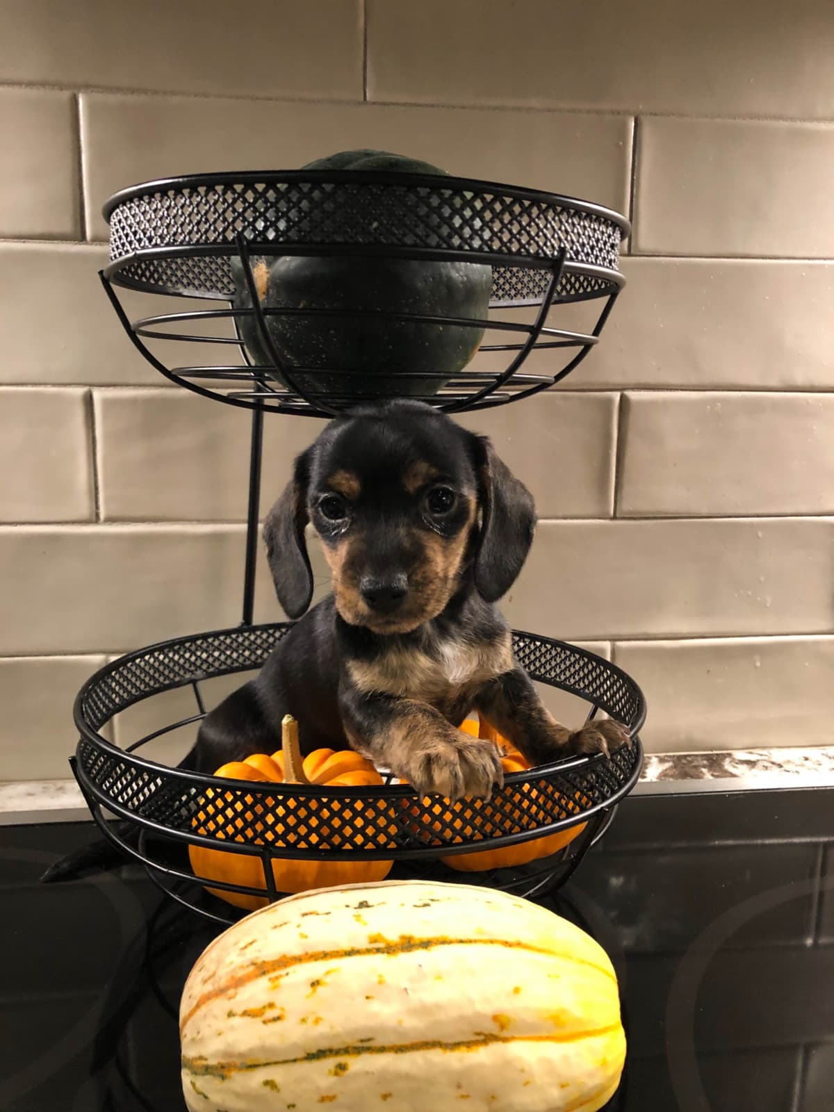 Dachshund Puppies breeder image 2
