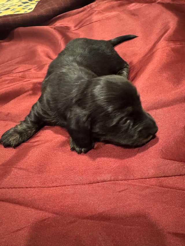 Dachshund Puppies media 2