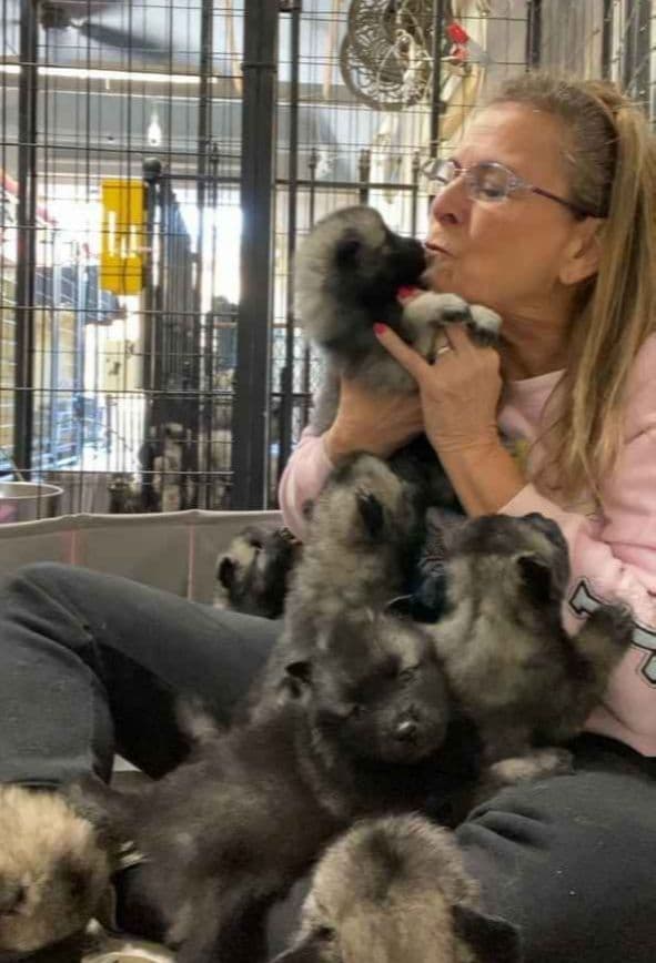 Keeshond Puppies breeder image 1