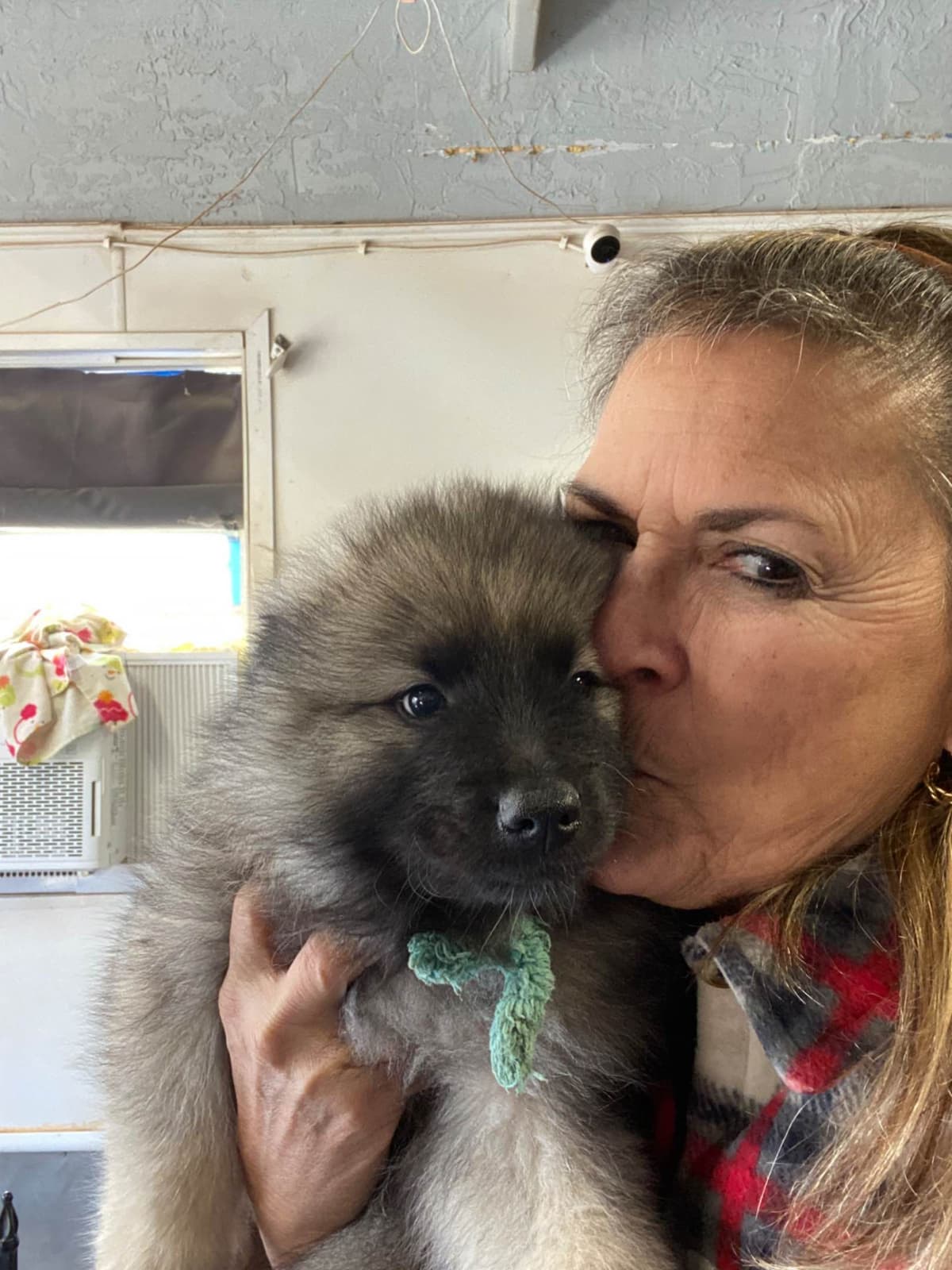 Keeshond Puppies breeder image 4