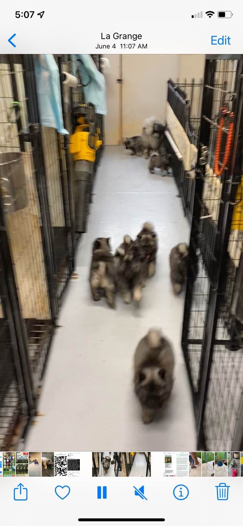 Keeshond Puppies breeder image 6