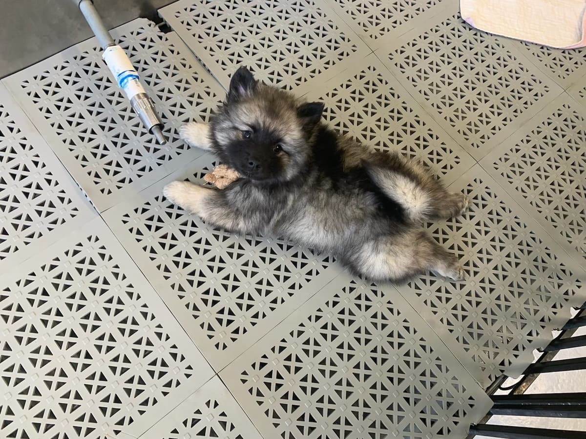 Keeshond Puppies breeder image 7