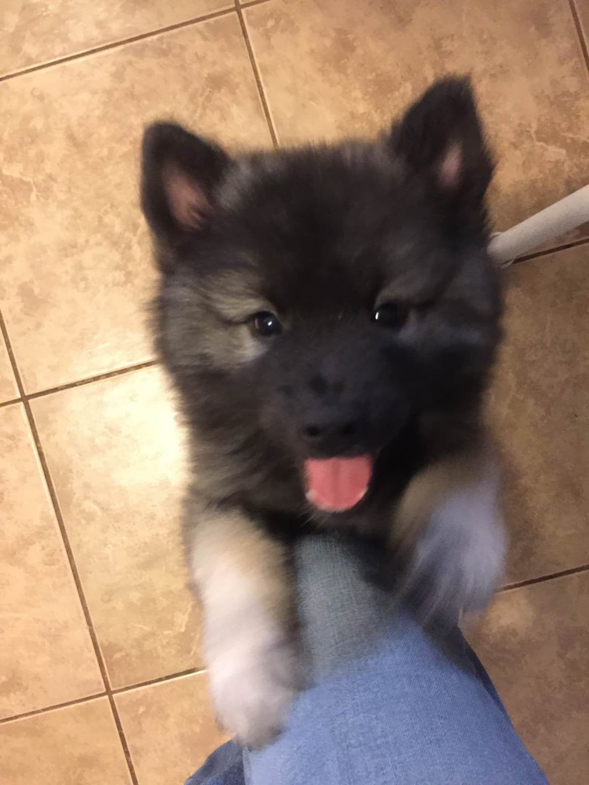 Keeshond Puppies breeder image 8
