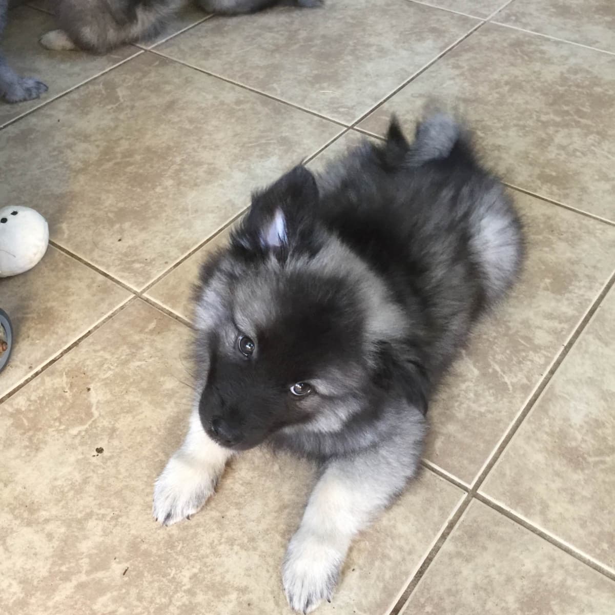Keeshond Puppies breeder image 9