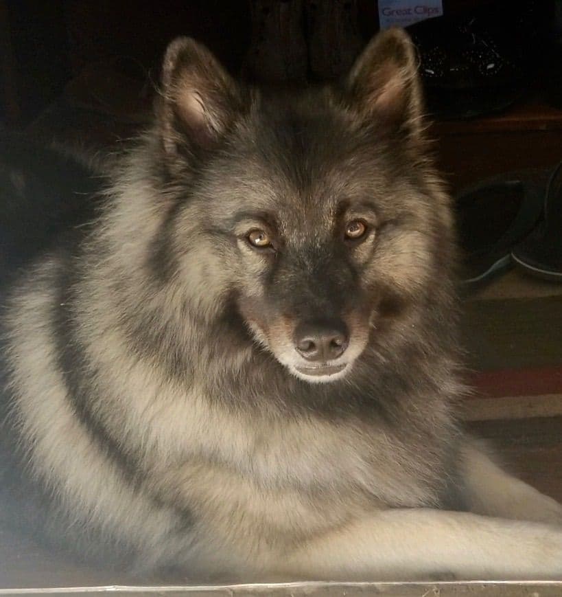 Keeshond Puppies breeder image 10