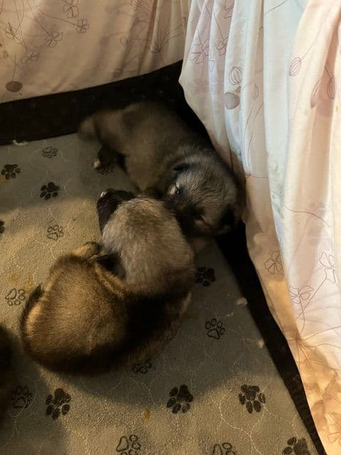 Keeshond Puppies media 3