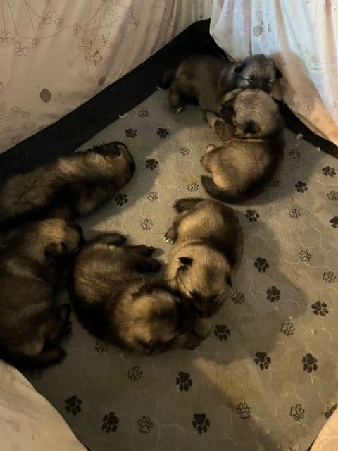 Keeshond Puppies media 2
