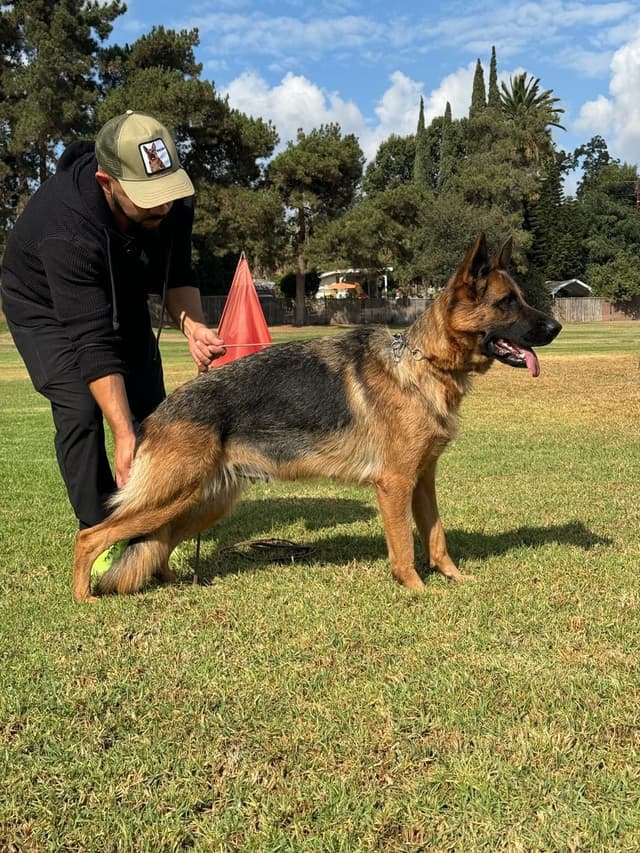 German Shepherd Females media 3