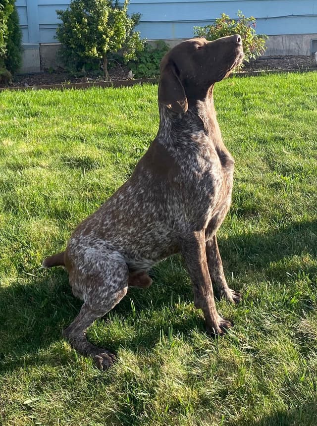 Ready to Go German Shorthaired Pointer Puppy media 2