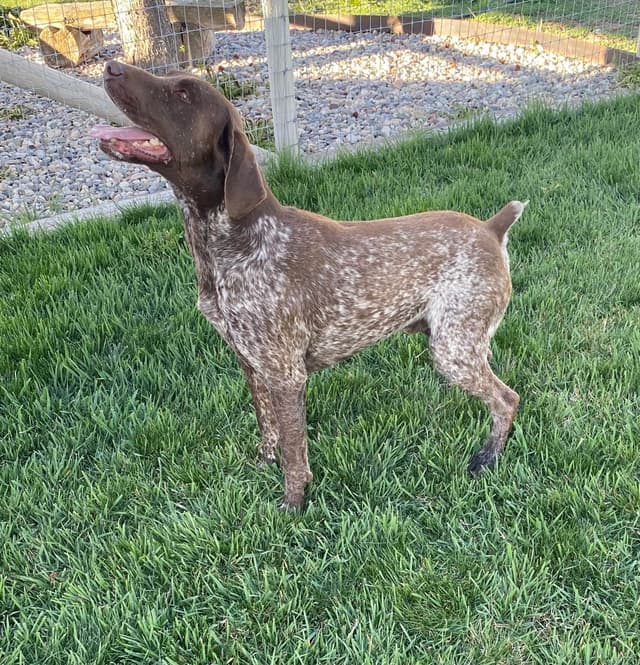 Ready to Go German Shorthaired Pointer Puppy media 3
