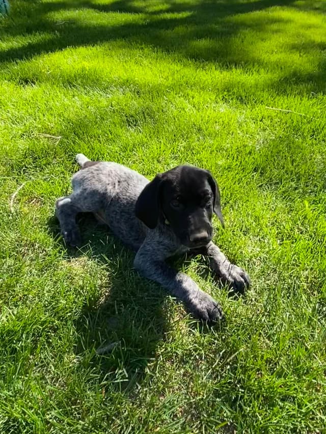 Ready to Go German Shorthaired Pointer Puppy media 4