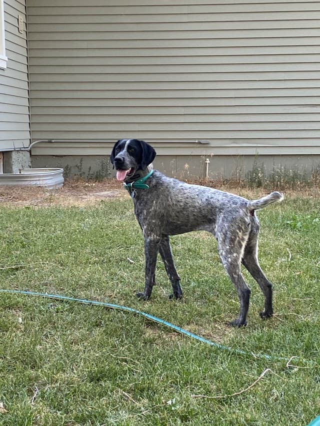 Ready to Go German Shorthaired Pointer Puppy media 5