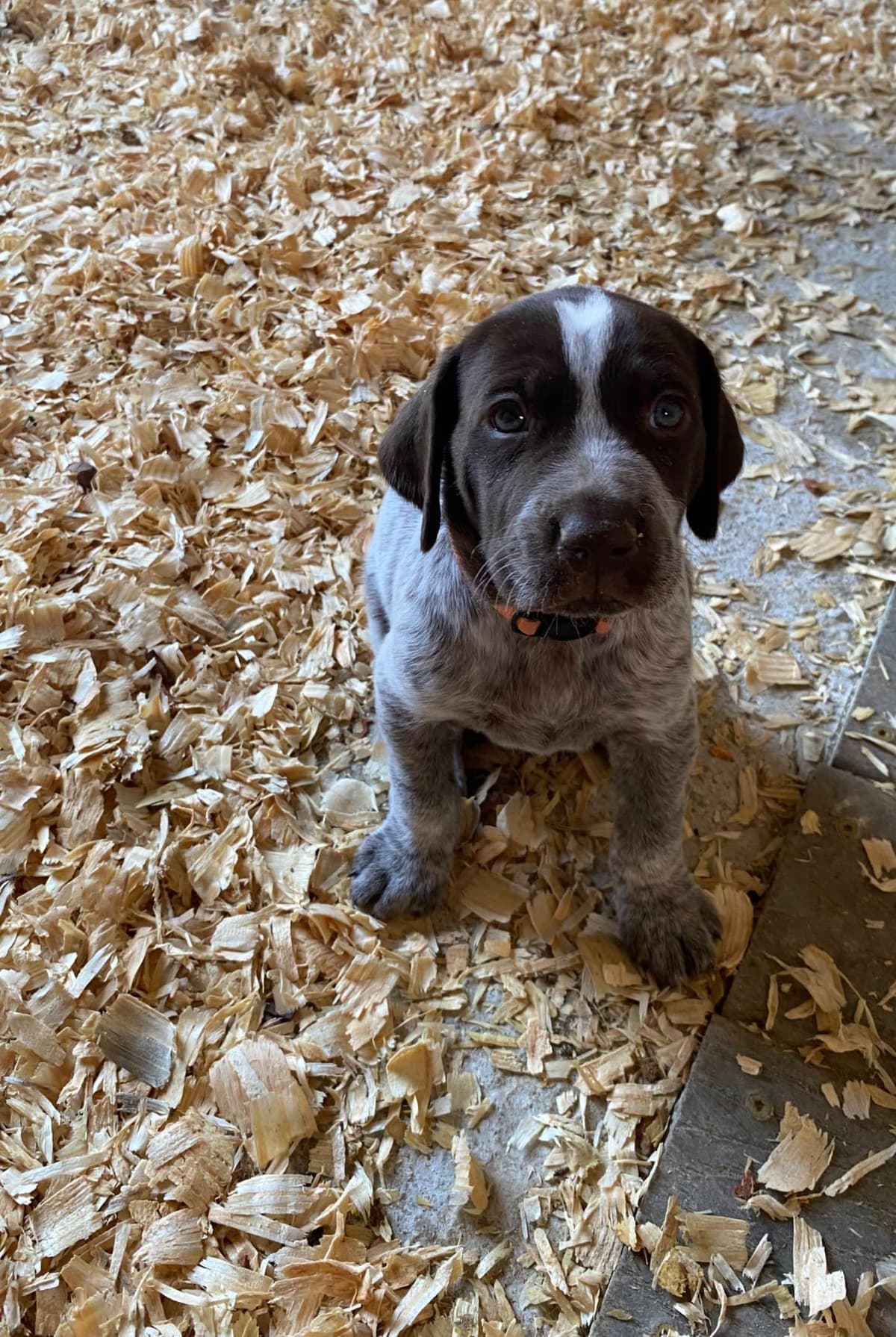 Ready to Go German Shorthaired Pointer Puppy breeder image 1