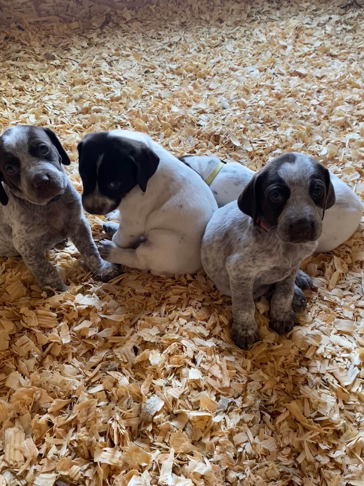 Ready to Go German Shorthaired Pointer Puppy breeder image 6