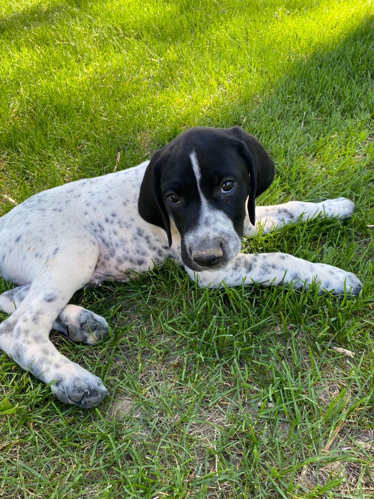 Ready to Go German Shorthaired Pointer Puppy breeder image 8