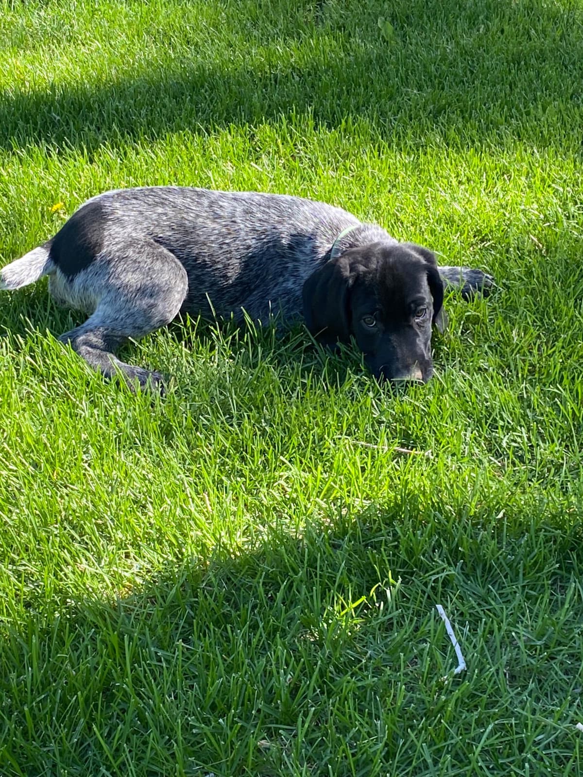Ready to Go German Shorthaired Pointer Puppy breeder image 7