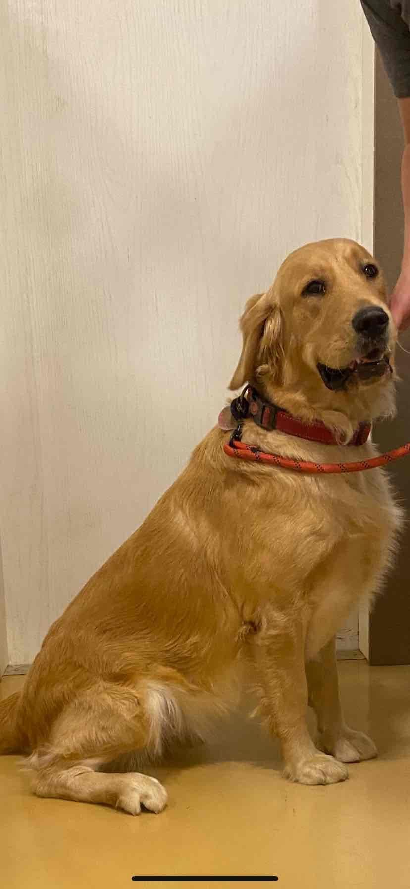 Golden Retriever Puppies breeder image 1