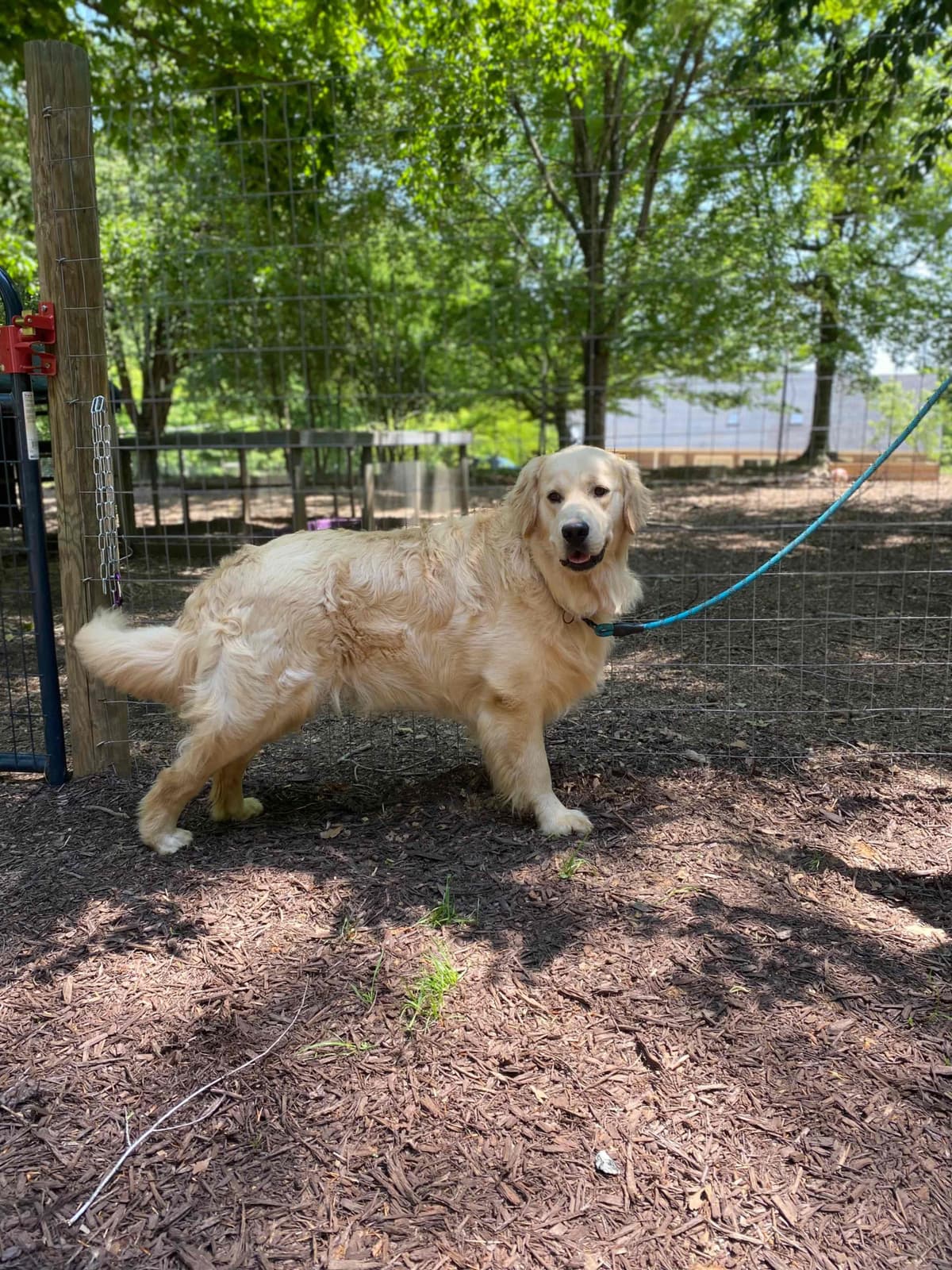 Golden Retriever Puppies breeder image 2
