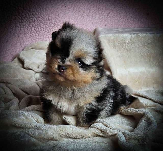 Pomeranian Puppies media 2
