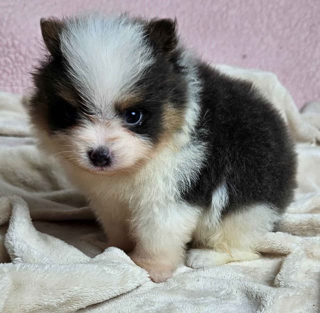 Pomeranian Puppies media 2