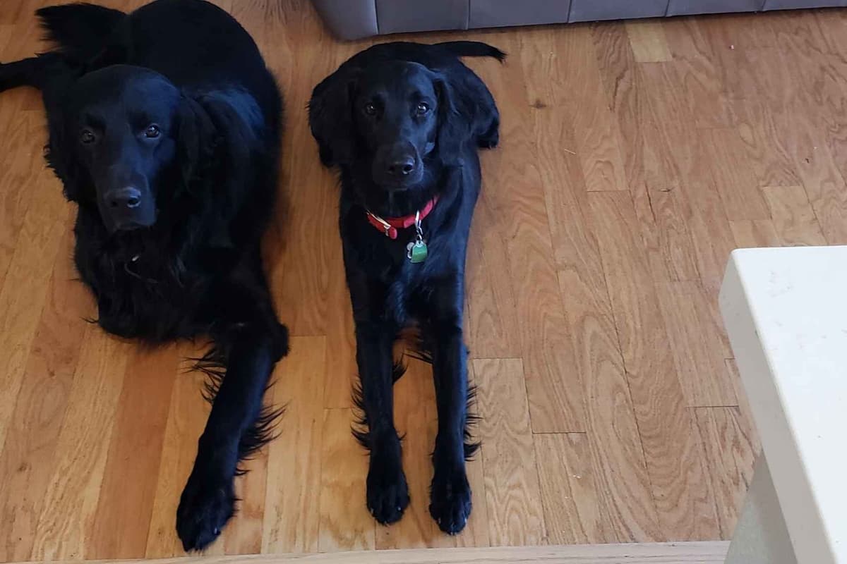 Flat-Coated Retriever Puppies breeder image 1