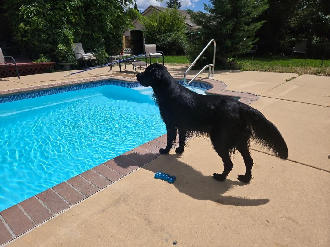 Flat-Coated Retriever Puppies breeder image 2