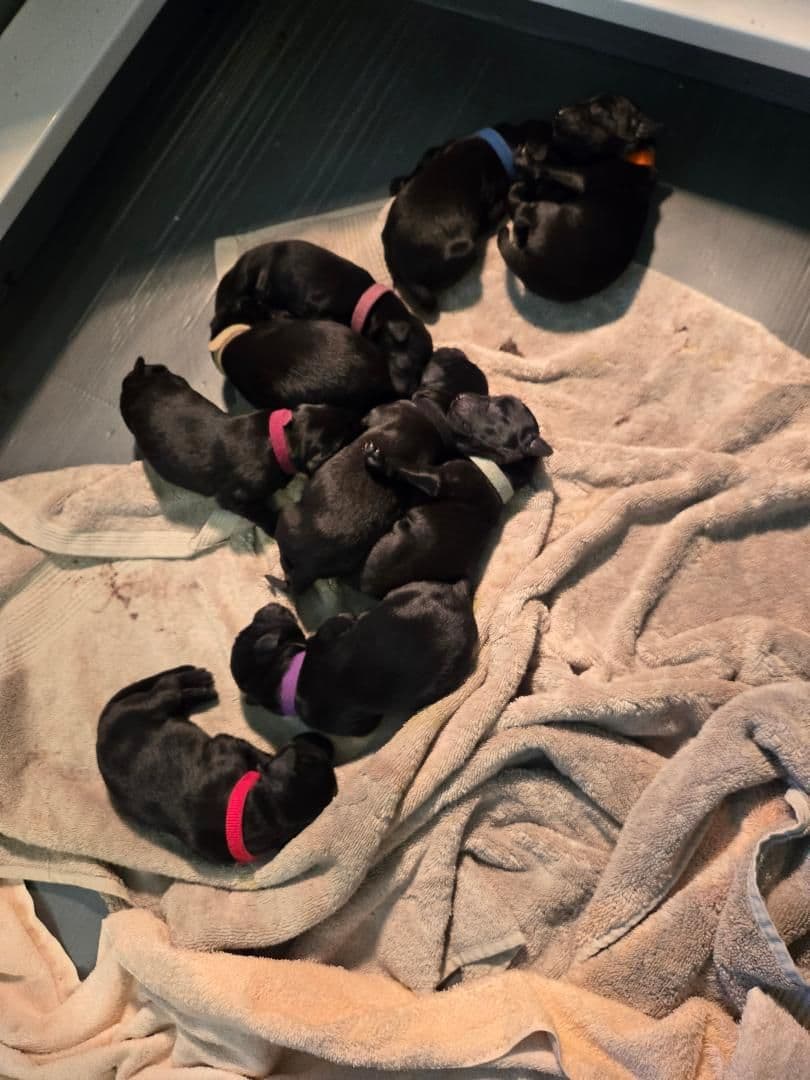 Flat-Coated Retriever Puppies breeder image 4