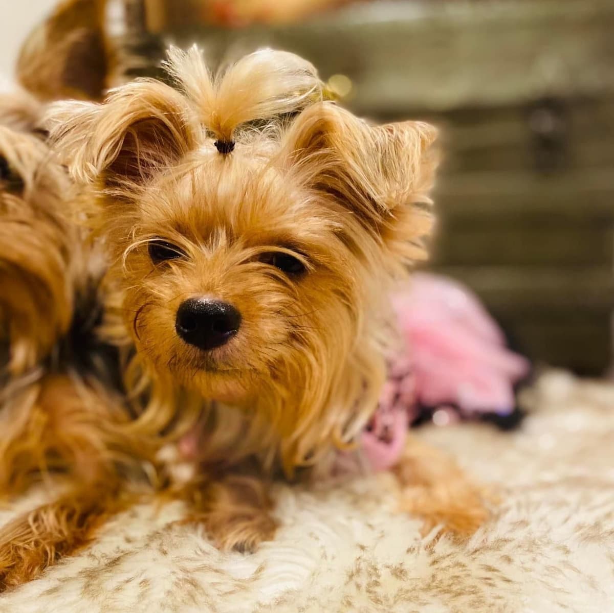 Yorkshire Terrier Puppies breeder image 5